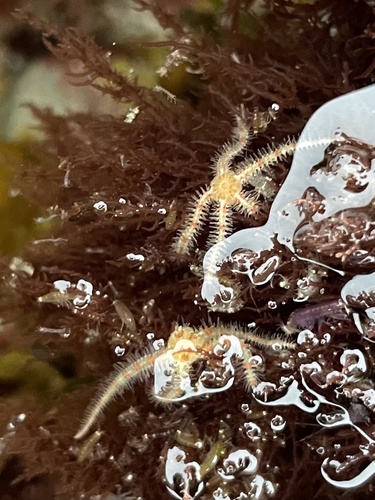 photo of Western Spiny Brittle Star (Ophiothrix spiculata)