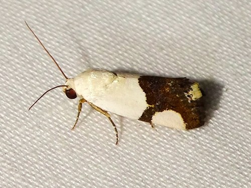 Acontia cuta Smith, 1905