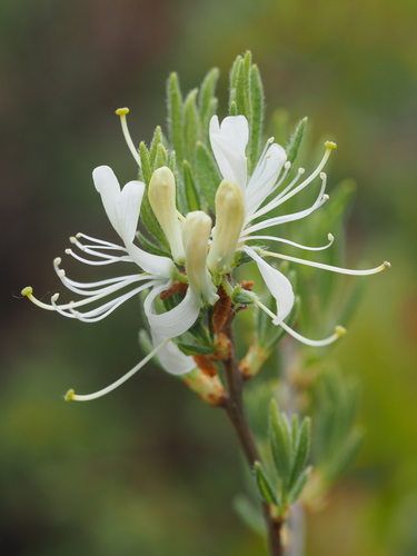 Rhodora
