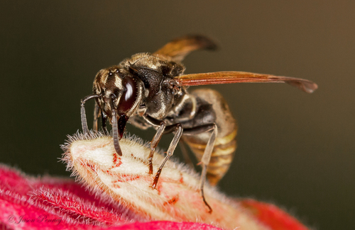 Mexican Honey Wasp
