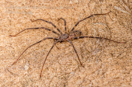Nelson Cave Spider