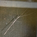 White's Stick Insect - Photo (c) kimba882, all rights reserved