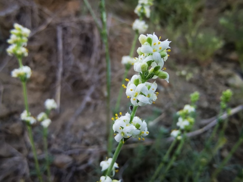 Asperula bornmuelleri