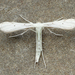 Elliot's Plume Moth - Photo (c) Michael King, all rights reserved, uploaded by Michael King