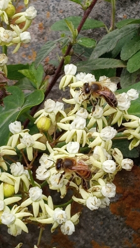 photo of Western Honey Bee (Apis mellifera)