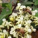 photo of Western Honey Bee (Apis mellifera)