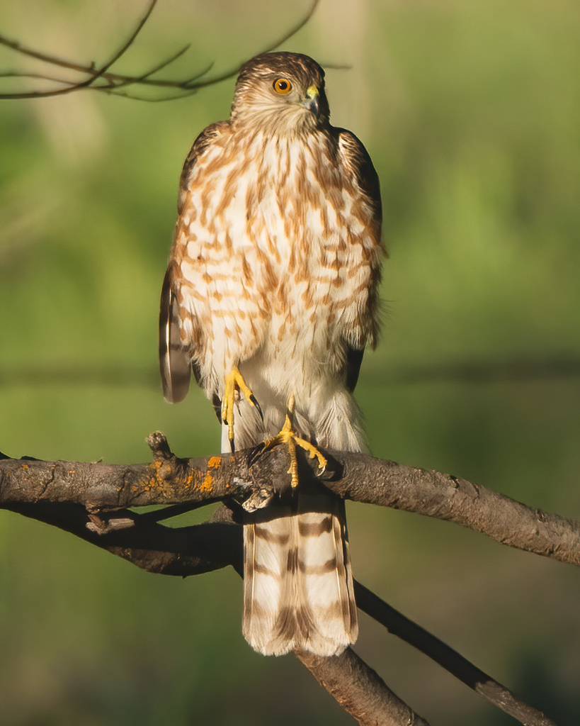 Sharp-shinned Hawk from Felt, ID, US on May 29, 2021 at 04:05 PM by ...