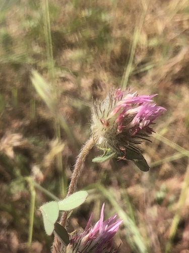 iNaturalist observation photo of Rose Clover