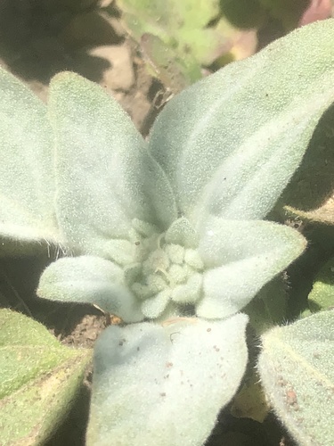 iNaturalist observation photo of turkey mullein