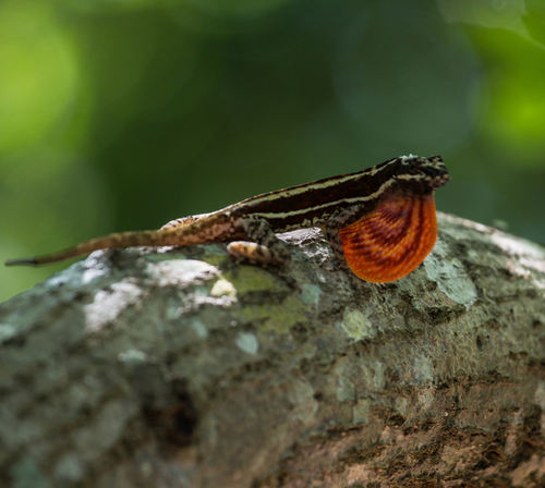 Taylor's Anole