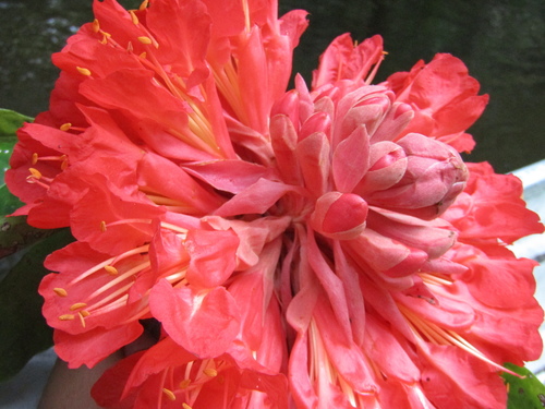 Brownea grandiceps Jacq.