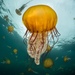 Pacific Sea Nettle - Photo (c) Patrick Webster, all rights reserved, uploaded by Patrick Webster