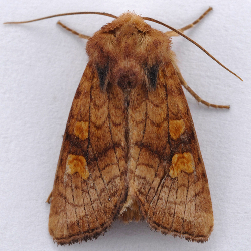 Pacific Ear Moth (Amphipoea pacifica) · iNaturalist