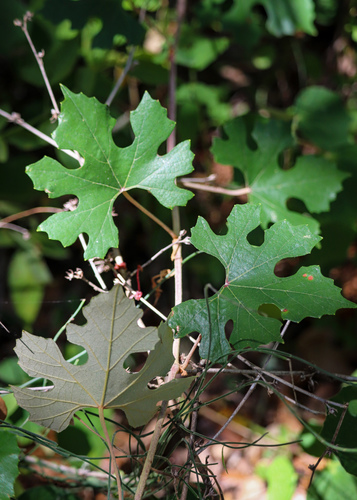 Vitis shuttleworthii House