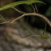 雙角皮竹節蟲 - Photo 由 Artur Tomaszek 所上傳的 (c) Artur Tomaszek，保留所有權利