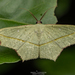 Cross-line Wave Moth - Photo (c) Artur Tomaszek, all rights reserved, uploaded by Artur Tomaszek