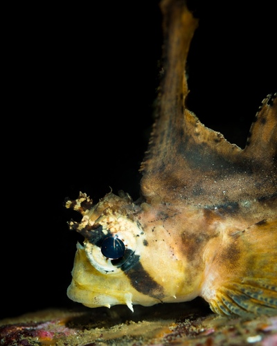Sailfin Sculpin