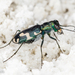 Williston's Tiger Beetle - Photo (c) Alice Abela, all rights reserved