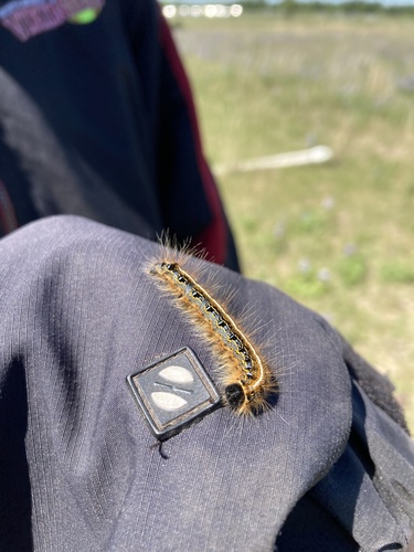 photo of Eastern Tent Caterpillar Moth (Malacosoma americana)
