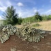 photo of Boreal Oakmoss (Evernia mesomorpha)