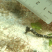 Observation photo