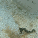 Observation photo