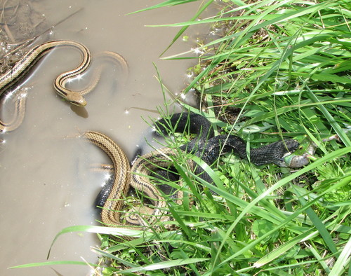 Japanese Four-lined Ratsnake