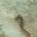Observation photo