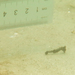 Observation photo
