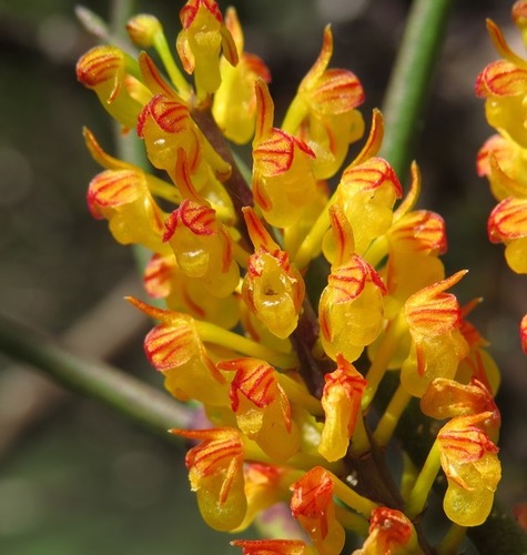 Cleisostomopsis