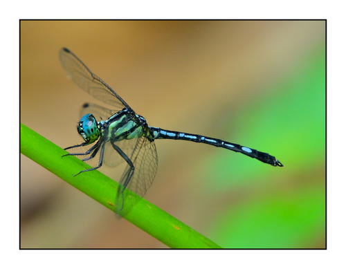 Hylaeothemis apicalis Fraser, 1924