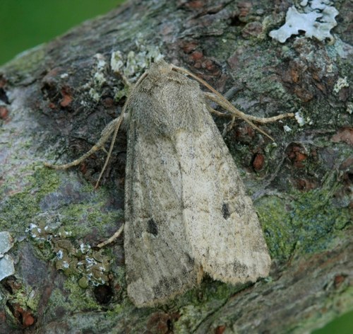 Opalescent Apamea Moth