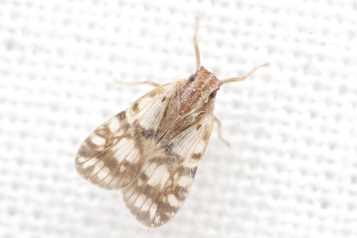 Bothriocera maculata