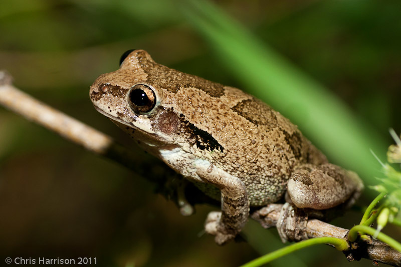 Mexican Tree Frog 
