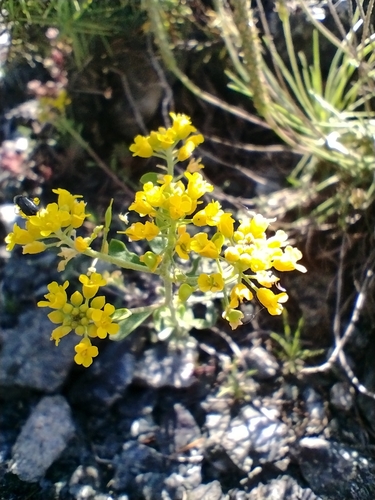 Alyssum bertolonii