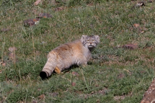 Pallas' Cat