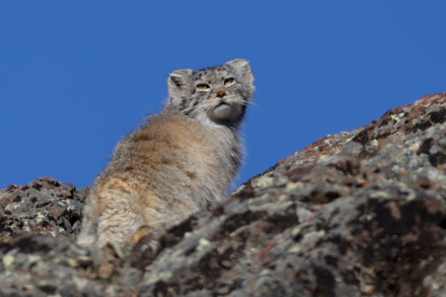 Pallas' Cat