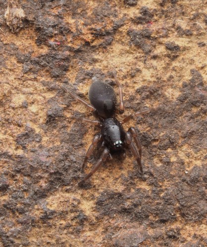 Lamponella beaury