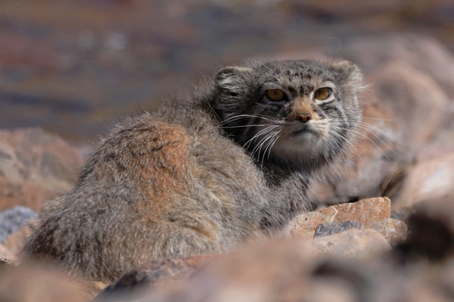 Pallas' Cat