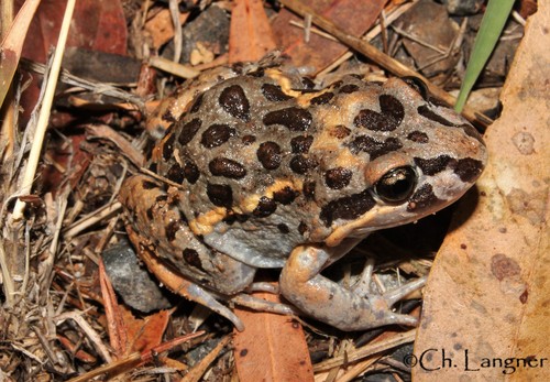 Salmon-striped Frog