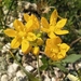 Allium moly - Photo (c) algaru, όλα τα δικαιώματα διατηρούνται, uploaded by algaru