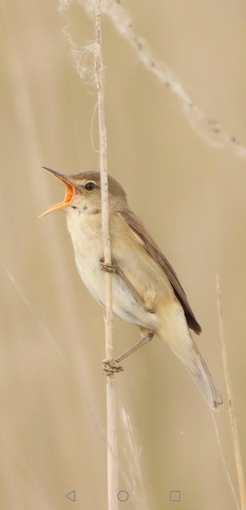 Common Reed Warbler from Bath and North East Somerset, England, GB on ...