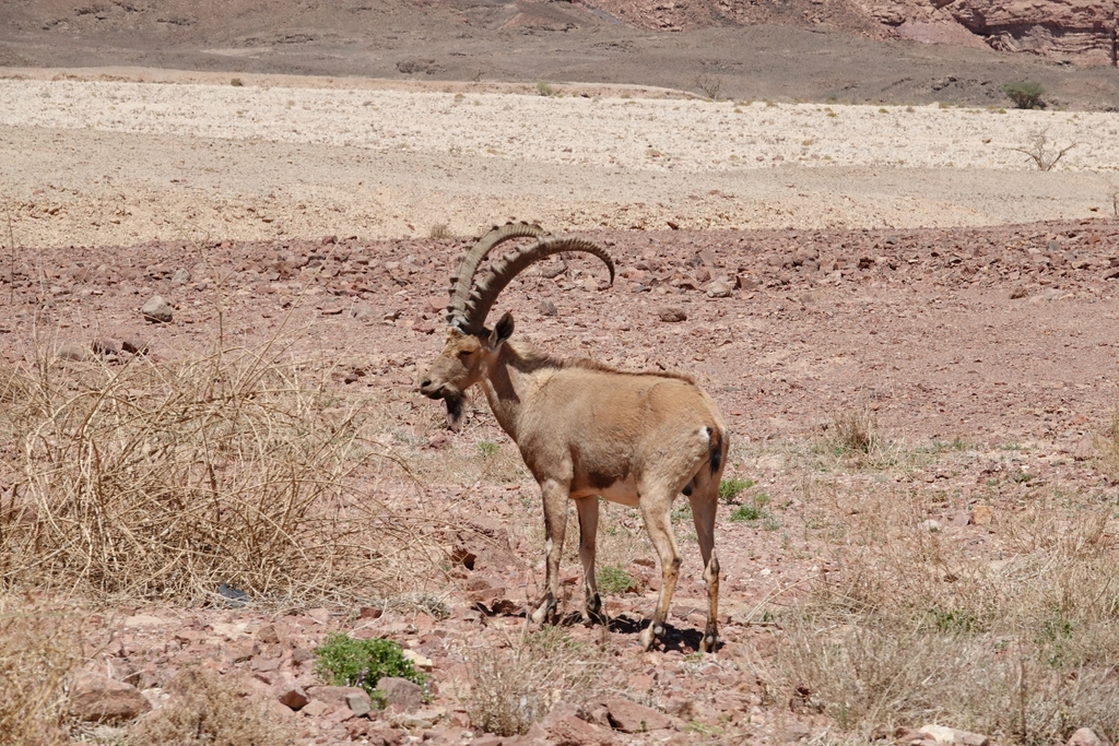 Nubian Ibex in April 2019 by D Diller · iNaturalist