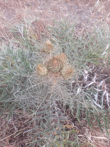 Avistamiento Alcaucil (alcachofa silvestre)