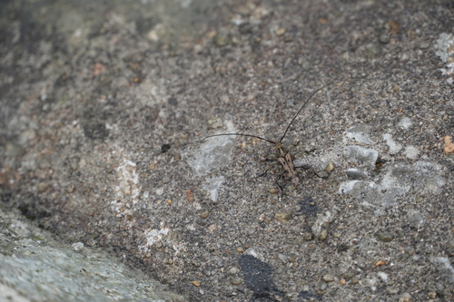Rondibilis lineaticollis