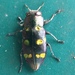 Chrysobothris chrysoela - Photo (c) Ryan Cooke, all rights reserved, uploaded by Ryan Cooke