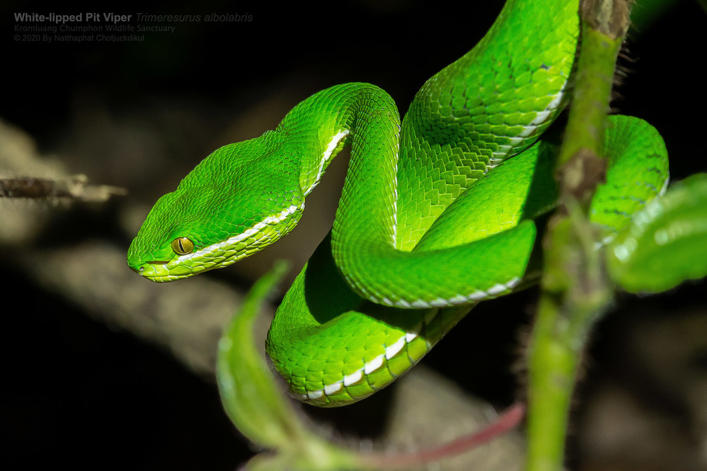 White-lipped Pit Viper from Salui, Tha Sae District, Chumphon, Thailand ...