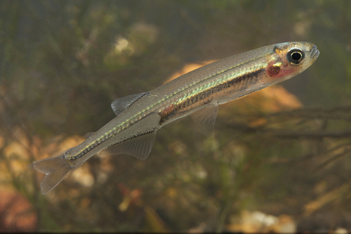 Retropinna semoni (Weber, 1895)