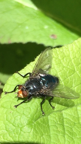 Yellow-faced Blowfly