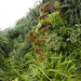 Carex rafflesiana - Photo (c) 林翰羽, all rights reserved, uploaded by 林翰羽